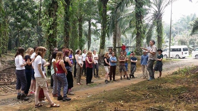 Oil palm group