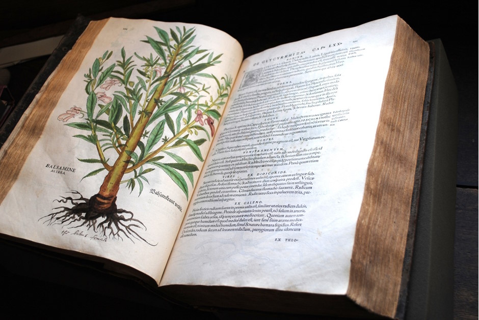 Open antique botanical book showing an illustrated plant drawing and Latin text on the opposite page