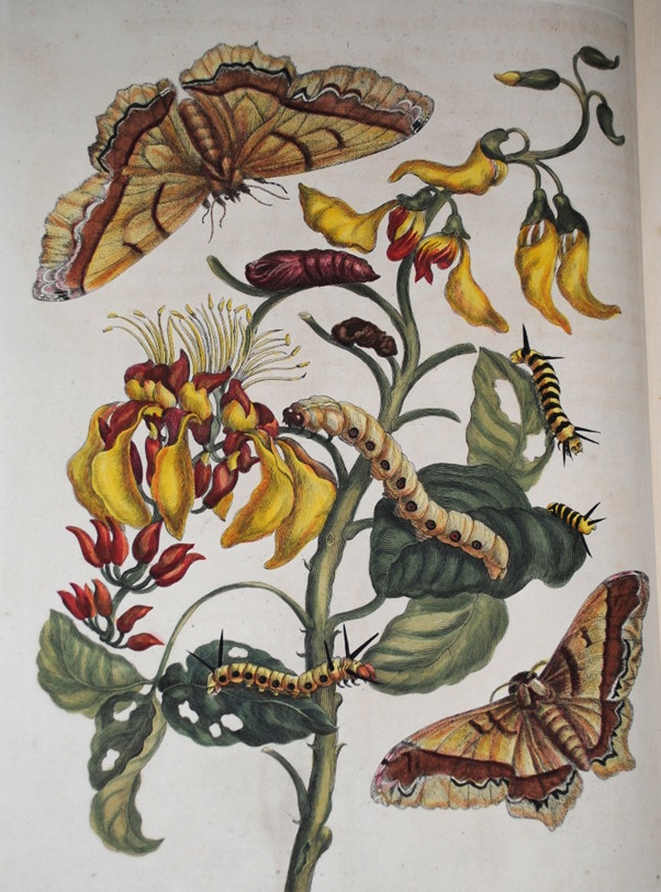 Antique botanical illustration showing a plant with yellow and red flowers, caterpillars, and moths in detailed natural colour