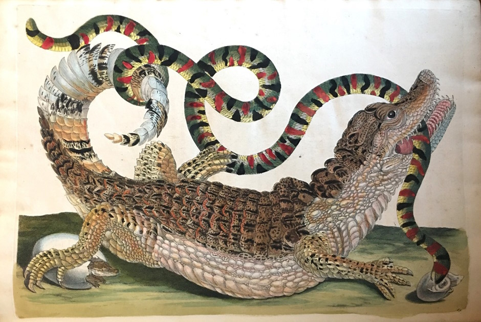 Antique natural history illustration of a crocodile and a brightly coloured snake in a detailed hand-painted scene