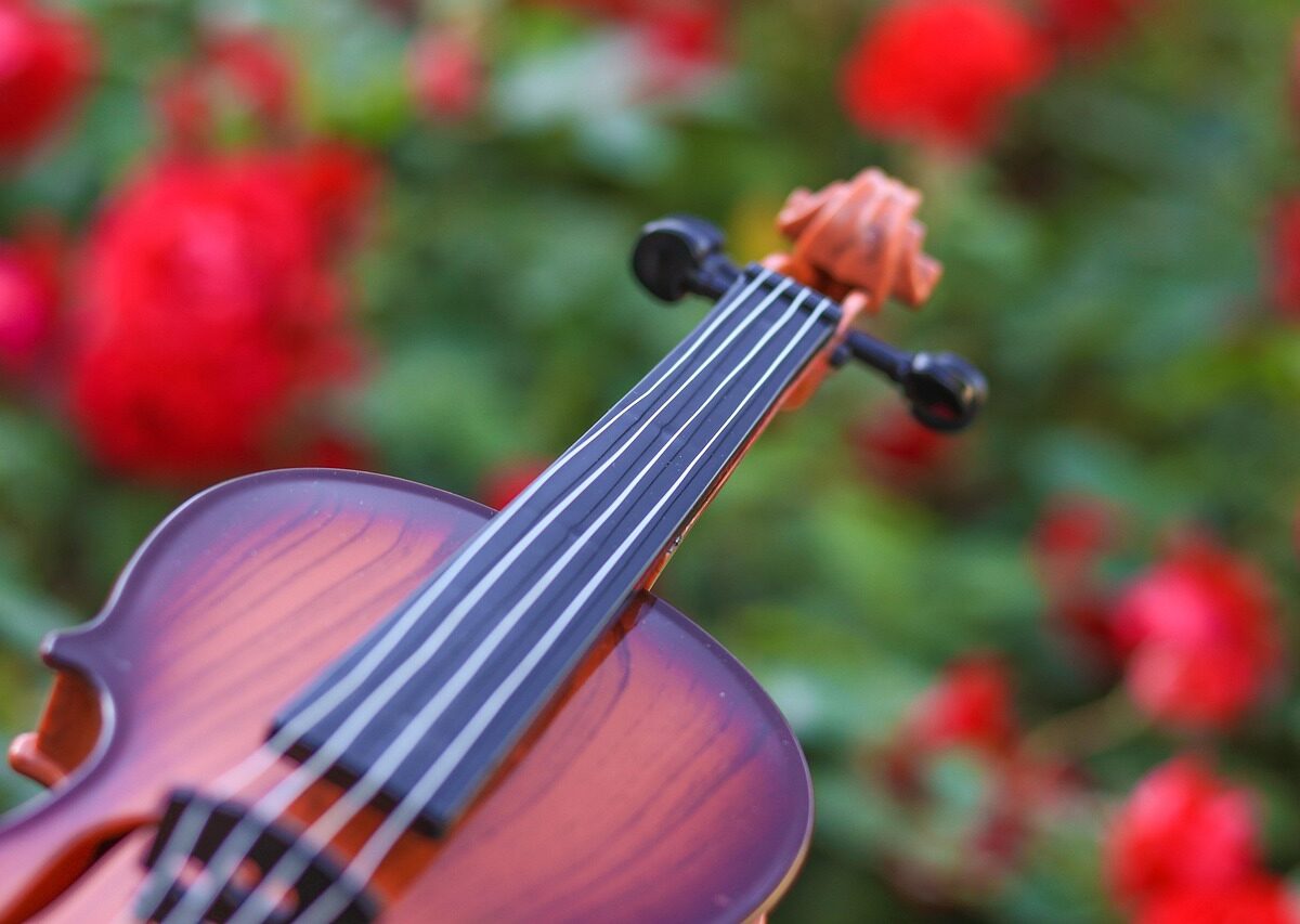Close-up of a violin with red flowers in the background, symbolising Brasenose College music and performance life