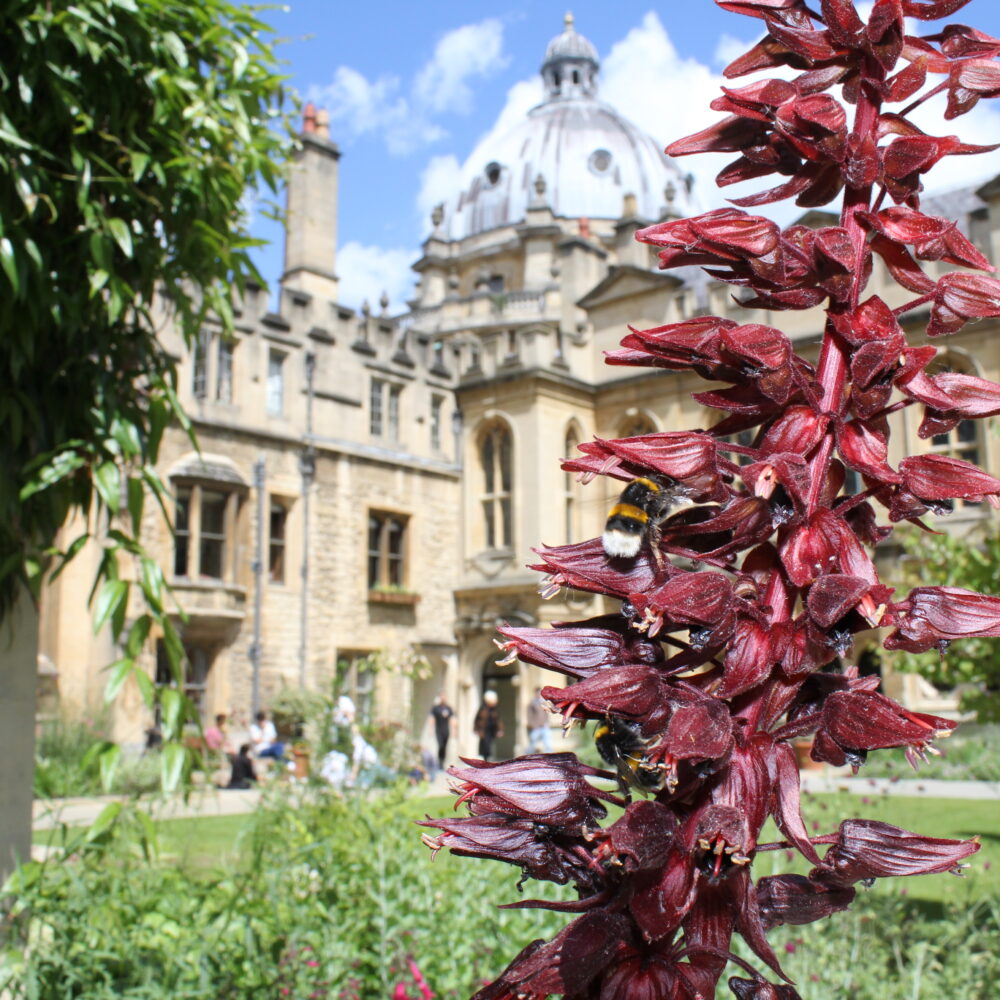 Flowering plants growing with the quad in the background