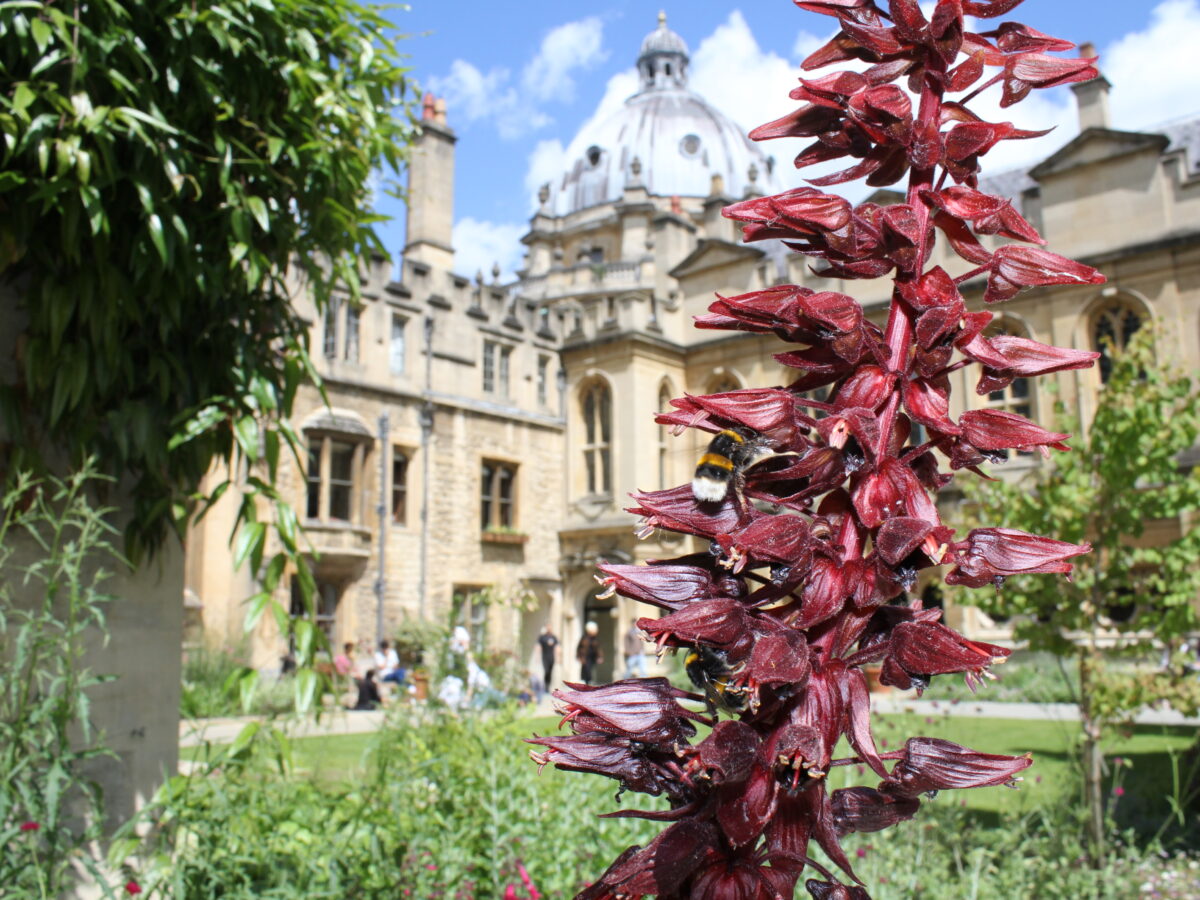 Flowering plants growing with the quad in the background
