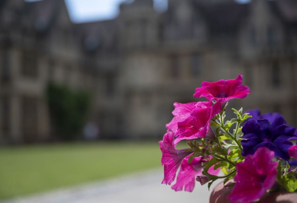 Close-up of pink flowers with college buildings in the background