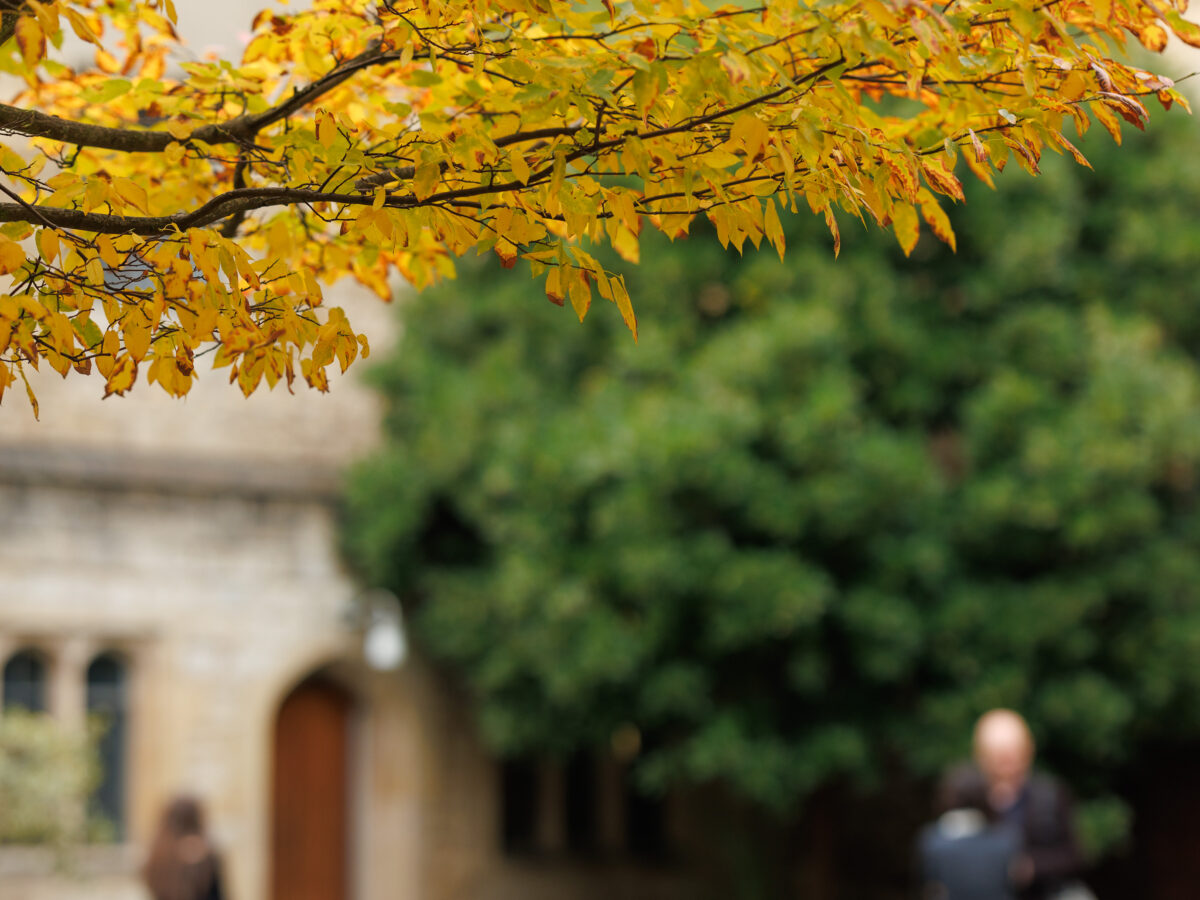 Autumn trees lining a college path, with people walking in the distance
