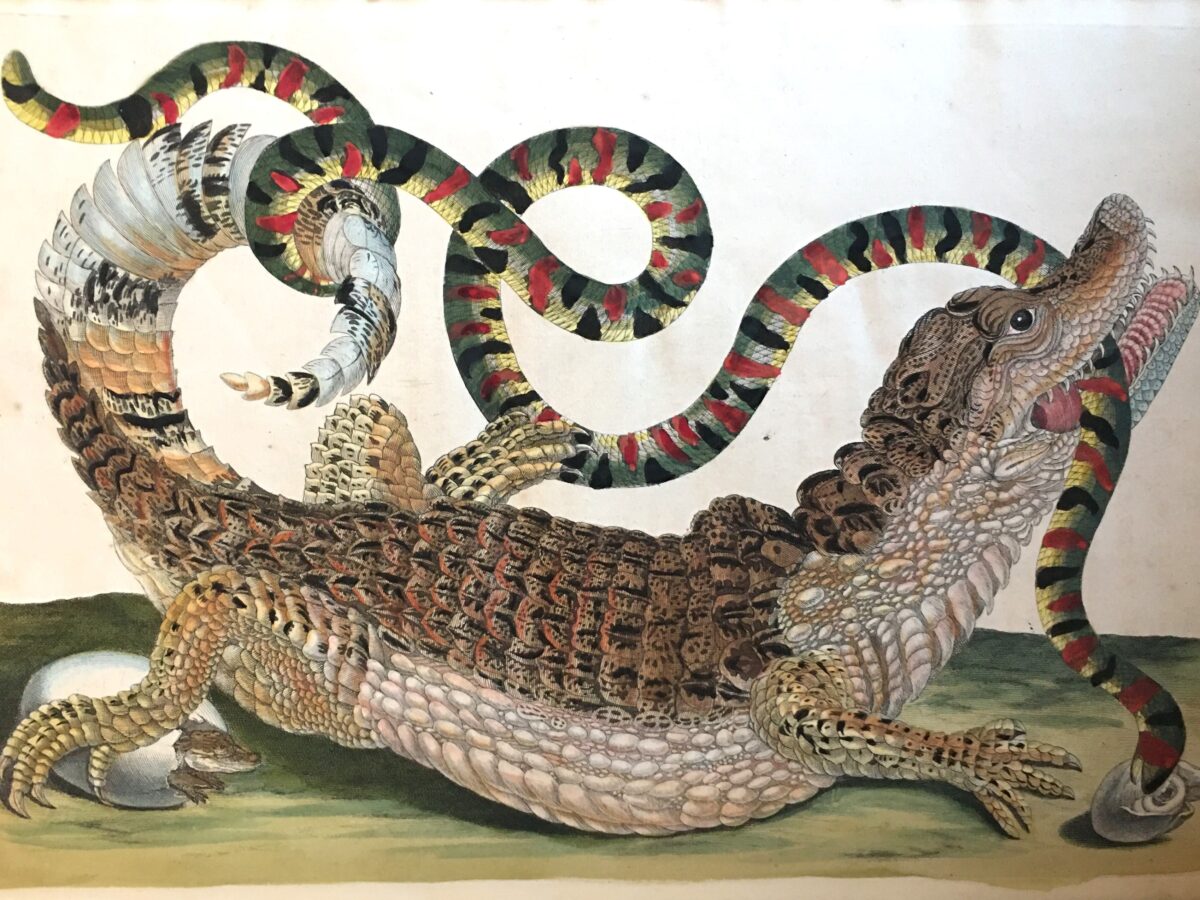 A cayman fighting a snake from an old manuscript