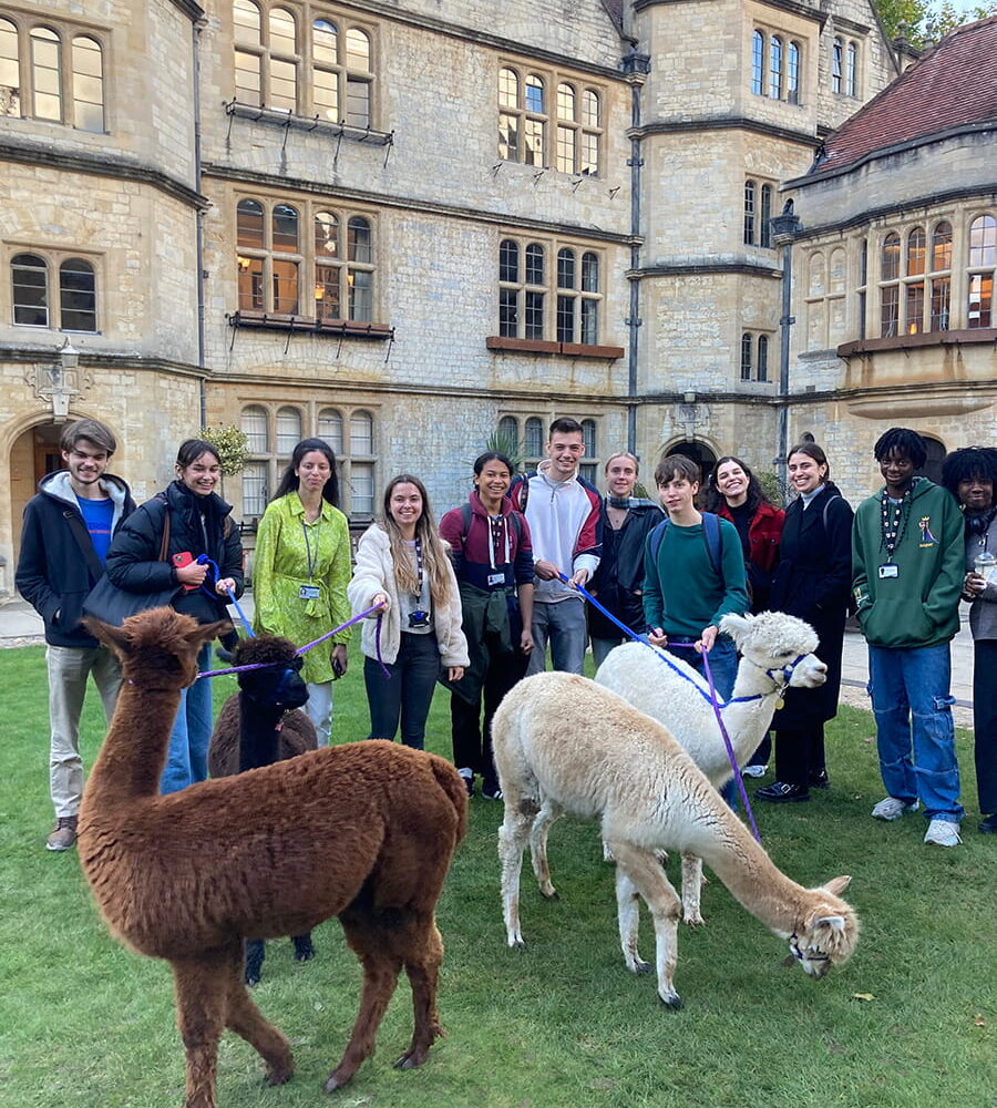 Students spending time with alpacas on the college quad