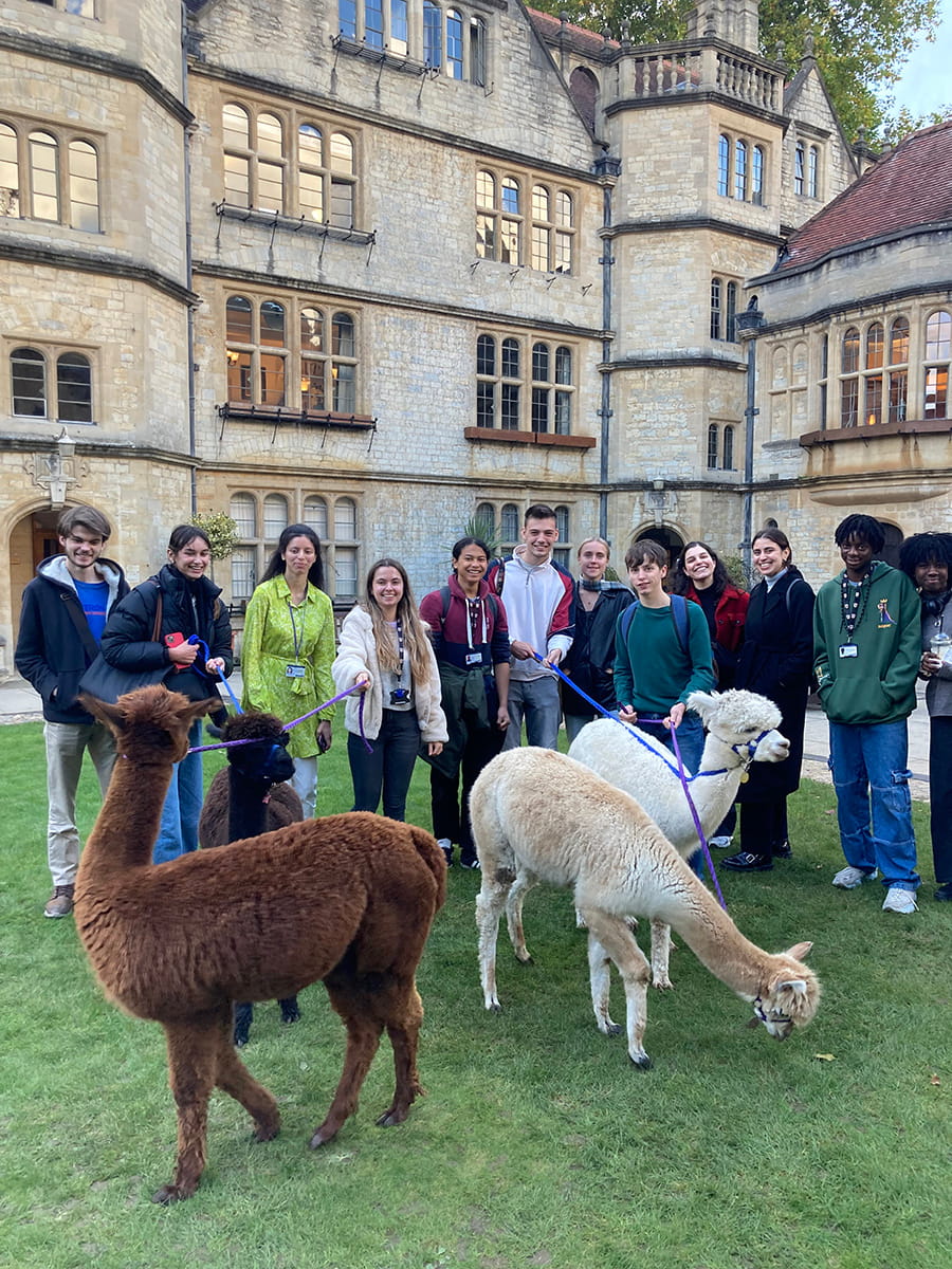 Students spending time with alpacas on the college quad
