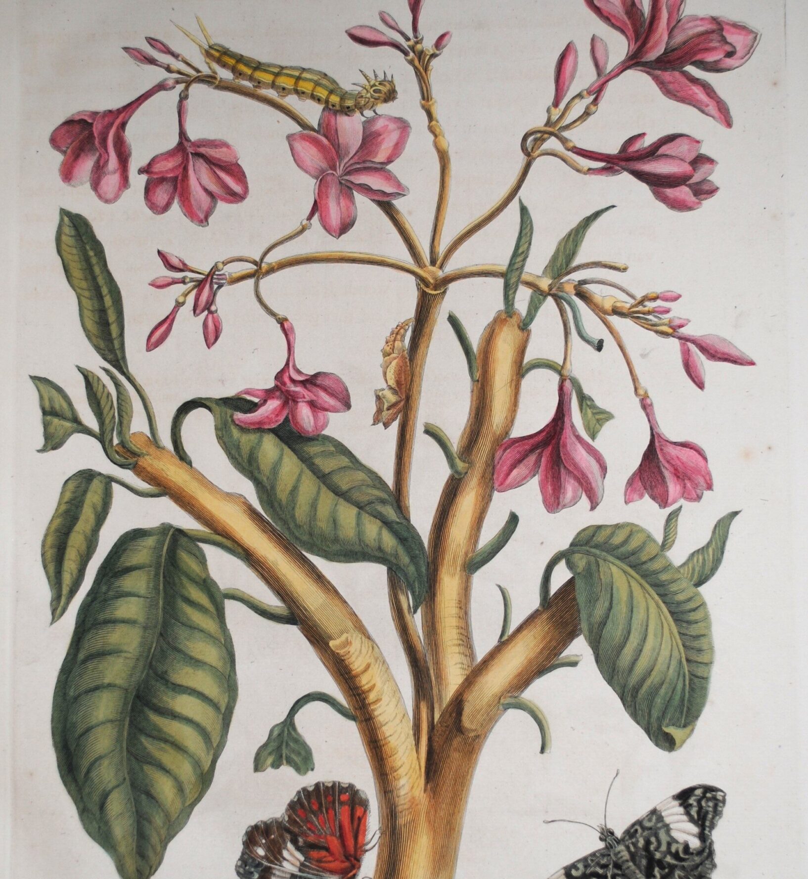 Metamorphosis insectorum Surinamensium UB III 62