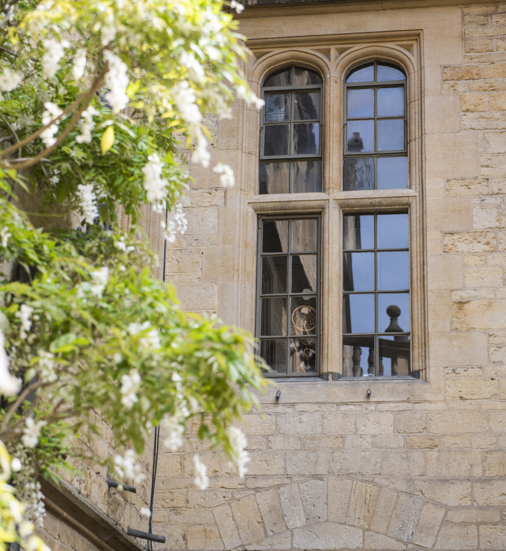 Wisteria outside a college window